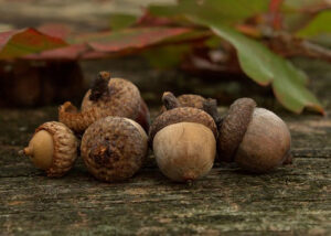acorns