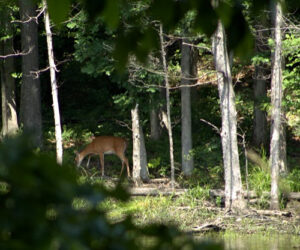 deer in woods